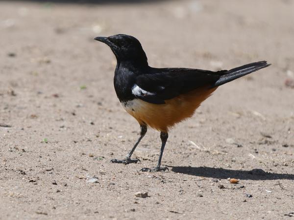 <h3><a href="/trips/tanzania/biota/animalia/chordata/aves/040 passeriformes/108 muscicapidae/thamnolaea cinnamomeiventris/thamnolaea cinnamomeiventris-nl.html">Thamnolaea&nbsp;cinnamomeiventris</a> / Mocking&nbsp;cliff&nbsp;chat / Roodbuikkliftapuit</h3>OM-1 Mark II met OLYMPUS M.150-400mm F4.5 TC, 1/2000 sec  bij F5.6, ISO 1000, afstand 12.8&nbsp;m